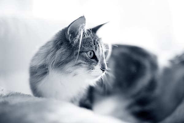 Een kat liggend op een deken.
