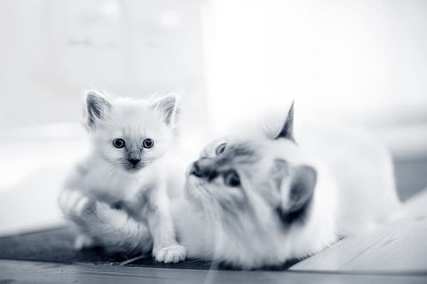 Een kat en een katje die op de vloer liggen.