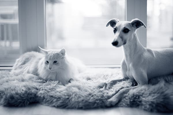 Een hond en een kat die op een kleed liggen.