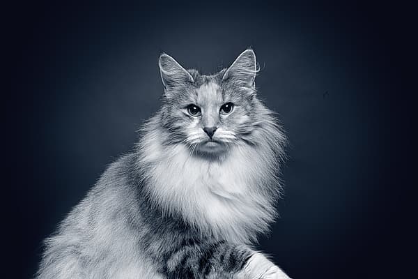 Een kat met pluizig haar.