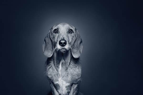 Een hond met een donkere achtergrond.