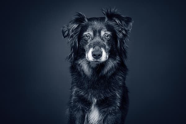 Een zwart-witfoto van een hond.