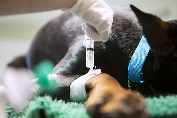 Een hond die een injectie krijgt.