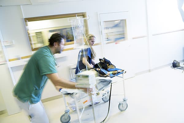 Een persoon die een hond op een ziekenhuisbed duwt.