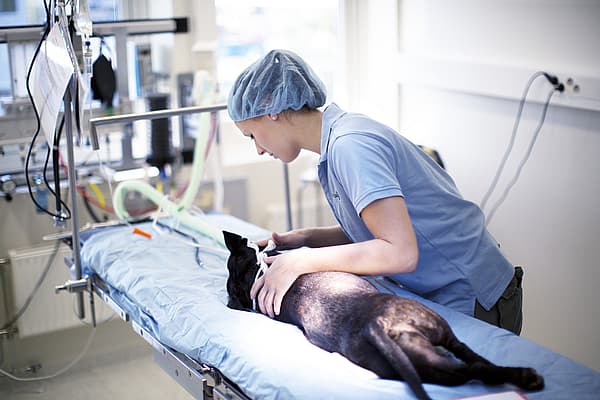 Een persoon in een chirurgische scrubs die een hond vasthouden.