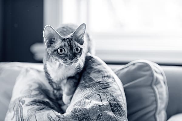 Een kat zittend op een kussen.