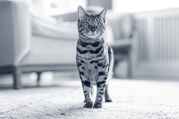 Een kat die zich op tapijt bevindt.