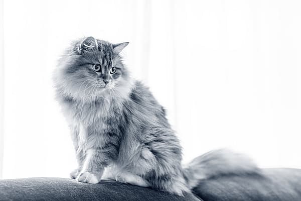 Een kat zittend op een bank.