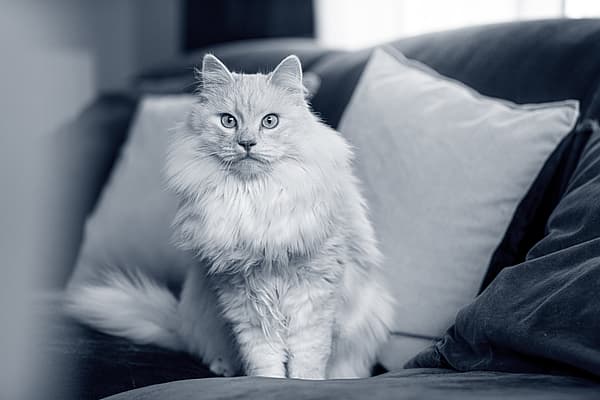 Een kat zittend op een bank.