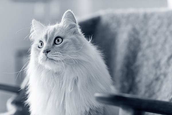 Een witte kat met glinsterende ogen.