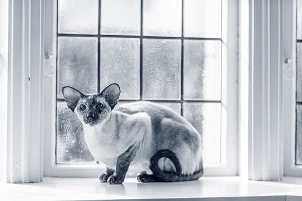 Een kat zittend op een vensterbank.