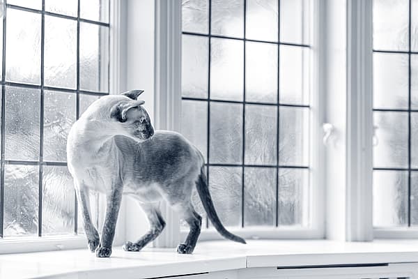 Een kat die zich op een vensterbank bevindt.