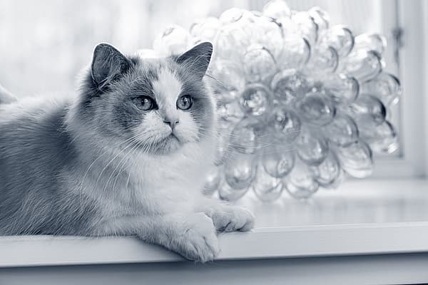 Een kat zittend op een richel.