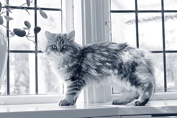 Een kat die zich op een vensterbank bevindt.