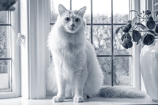 Een kat die voor een raam zit.
