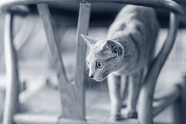 Een kat die zich op een stoel bevindt.
