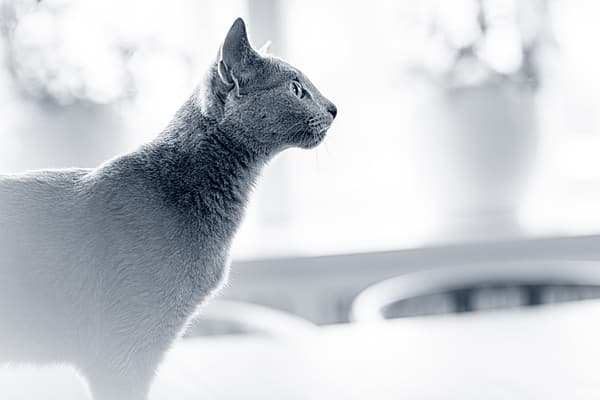 Een kat die omhoog kijkt.