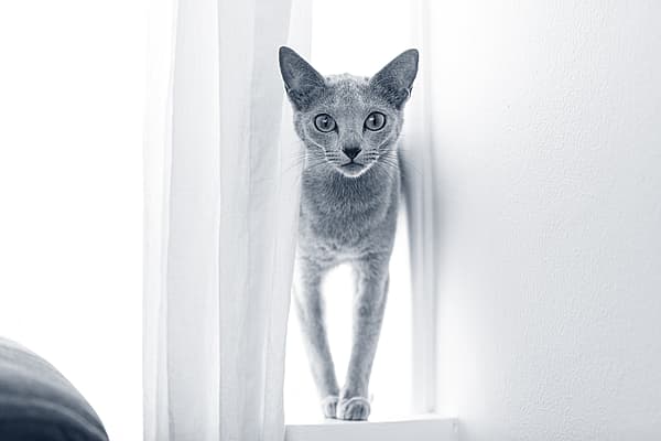 Een kat die zich op een vensterbank bevindt.