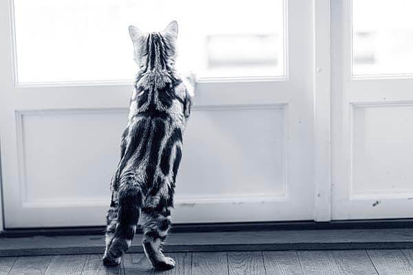 Een kat die uit een deur kijkt.
