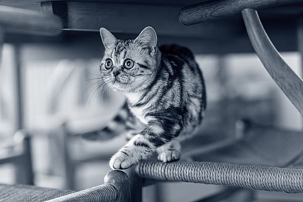 Een kat die op een stoel loopt.