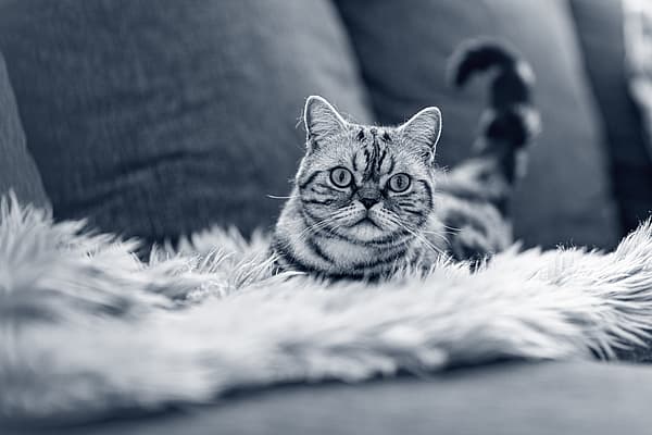 Een kat liggend op een bontdeken.