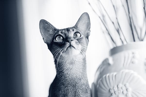 Een kat die omhoog een vaas bekijkt.