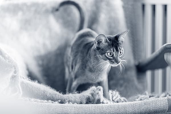 Een kat die zich op een deken bevindt.