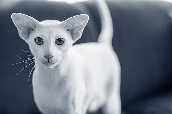 Een witte kat met grote oren.