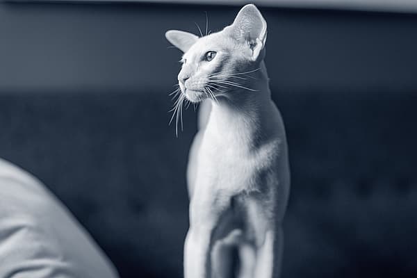 Een kat die zich op een bed bevindt.