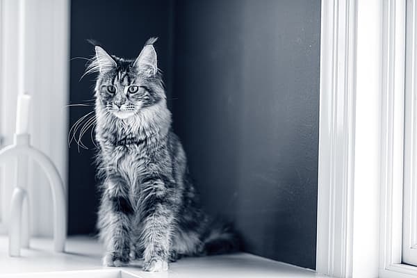 Een kat zittend op een vensterbank.