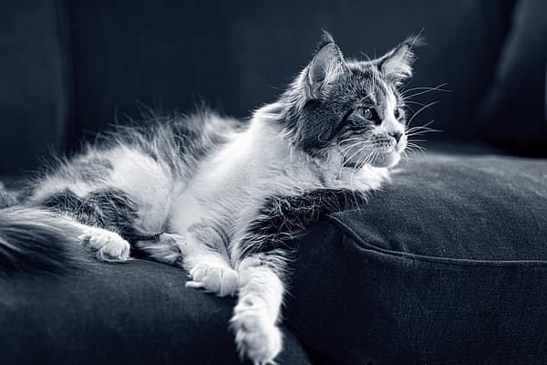 Een kat liggend op een bank.