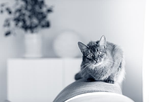 Een kat zittend op een bank.