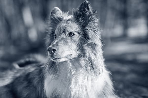Een hond die de camera bekijkt.