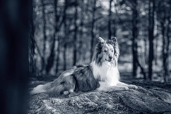 Een hond liggend op een rots in het bos.