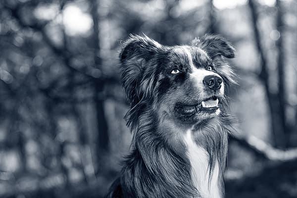 Een hond die in de lucht kijkt.