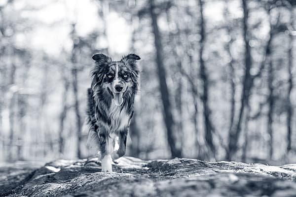 Een hond die op een rots loopt.