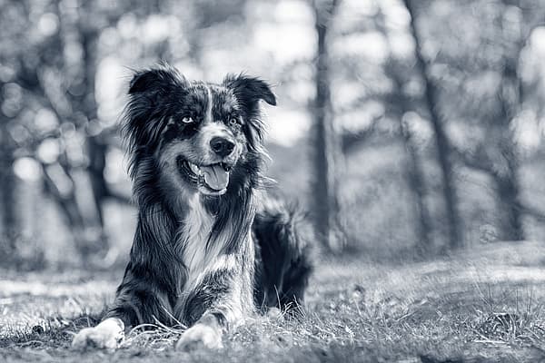 Een hond die in het gras ligt.