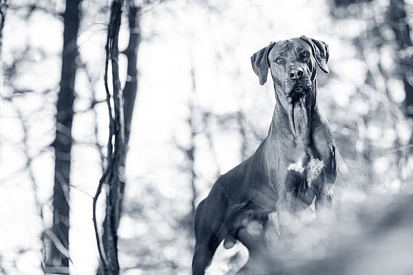 Een hond die zich in het bos bevindt.