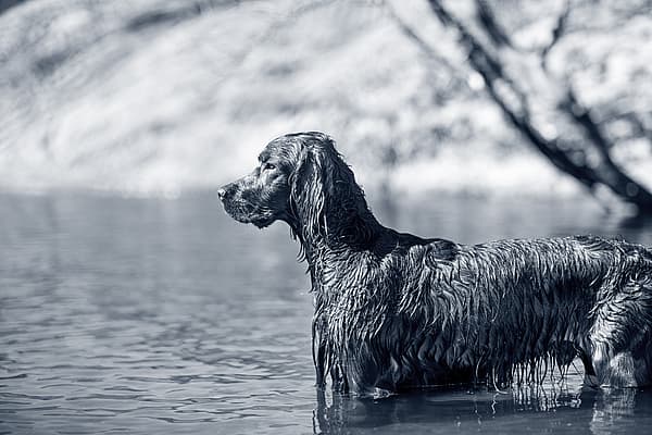 Een hond die zich in het water bevindt.