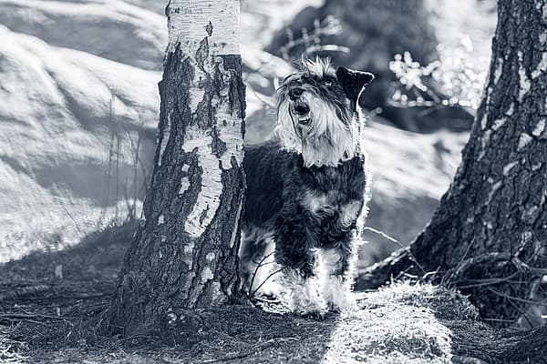 Dog standing between trees