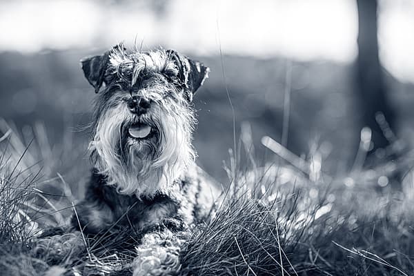 Een hond die in het gras ligt.