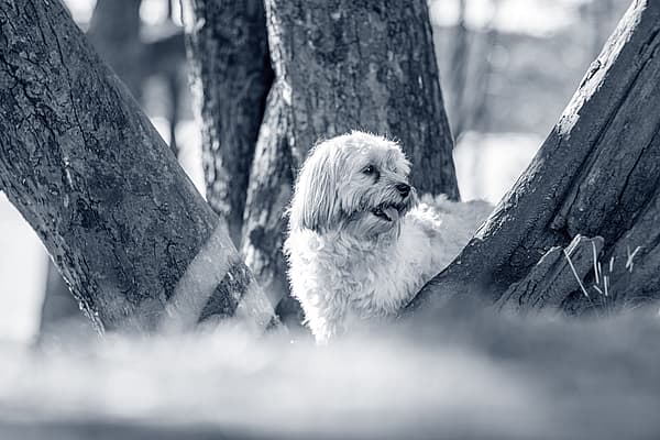 Een hond die zich in een boom bevindt.