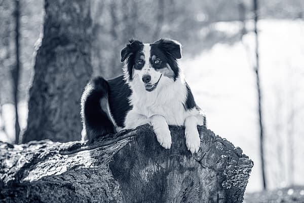 Een hond liggend op een boomstronk.