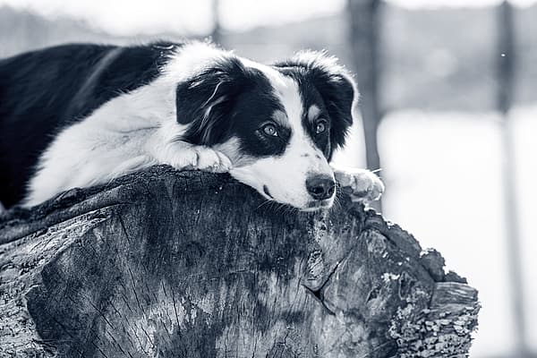 Een hond liggend op een boomstronk.