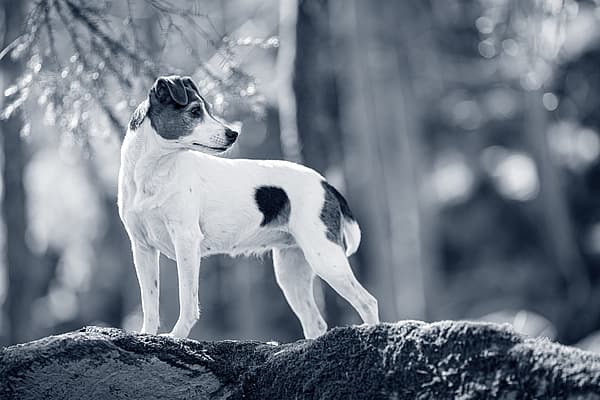 Een hond die zich op een rots bevindt.