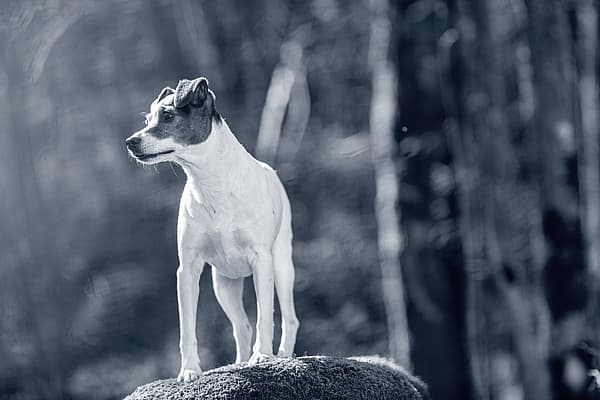 Een hond die zich op een rots bevindt.