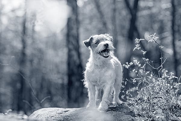 Een hond die zich op een rots bevindt.
