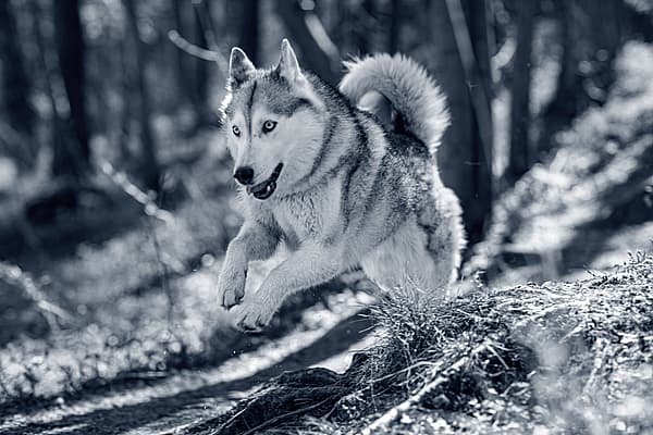Een hond die in het bos rent.