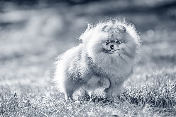 Een pluizige hond die in het gras loopt.