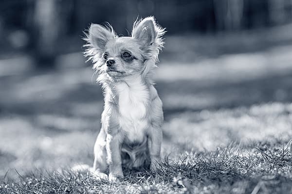 Een kleine hond die in gras zit.